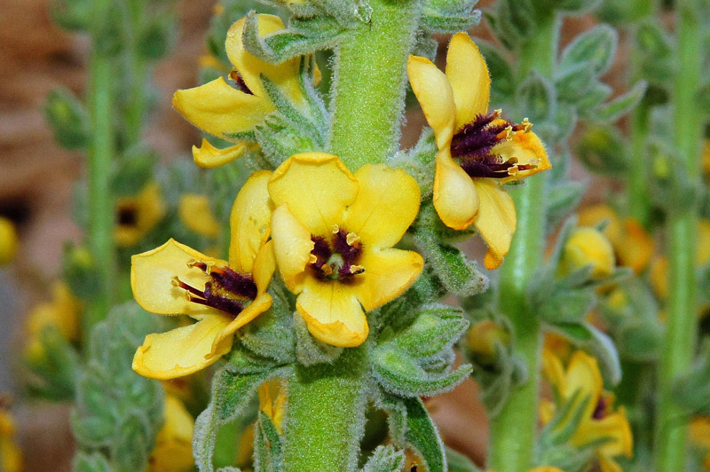 Verbascum conocarpum / Verbasco di Sardegna